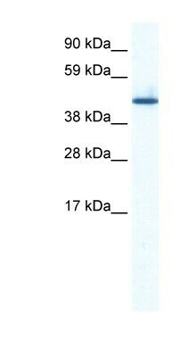 ZNF557 Антитела