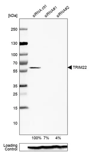Anti-TRIM22 antibody produced in rabbit Ab2, Prestige Antibodies® Powered by Atlas Antibodies, affinity isolated antibody, buffered aqueous glycerol solution