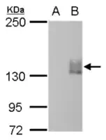 Monoclonal Anti-mCherry antibody produced in mouse clone GT844, affinity isolated antibody