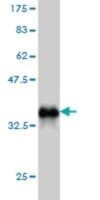 Monoclonal Anti-NOTCH3 antibody produced in mouse clone 1G5, purified immunoglobulin, buffered aqueous solution