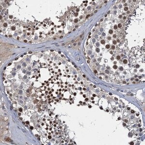 Anti-CCDC184 antibody produced in rabbit Prestige Antibodies® Powered by Atlas Antibodies, affinity isolated antibody, buffered aqueous glycerol solution