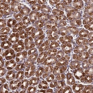 Anti-MRPL1 antibody produced in rabbit Prestige Antibodies® Powered by Atlas Antibodies, affinity isolated antibody, buffered aqueous glycerol solution