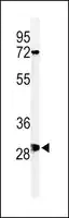 ANTI-O13H1 (C-TERM) antibody produced in rabbit IgG fraction of antiserum, buffered aqueous solution