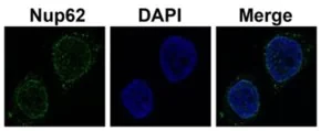Anti-NUP62 antibody produced in rabbit affinity isolated antibody