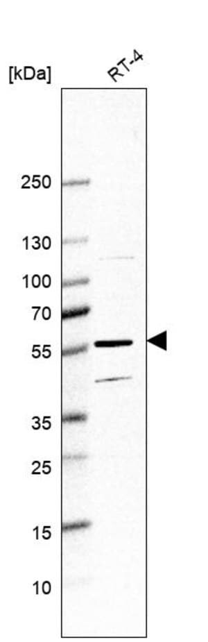Anti-HYAL4 antibody produced in rabbit Prestige Antibodies® Powered by Atlas Antibodies, affinity isolated antibody, buffered aqueous glycerol solution