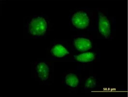 Anti-ARID3A antibody produced in mouse purified immunoglobulin, buffered aqueous solution
