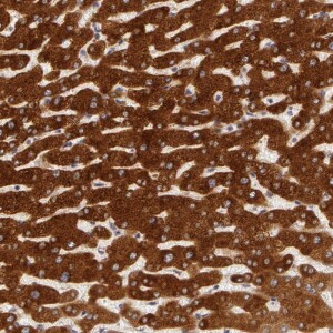 Anti-PACS2, IgG, Rabbit, Polyclonal