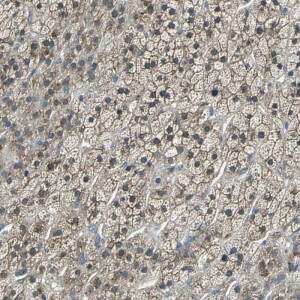 Anti-DIAPH1, IgG, Rabbit, Polyclonal