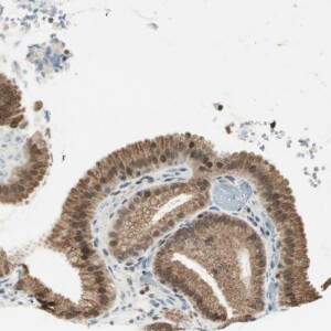 Anti-ZBTB17, IgG, Rabbit, Polyclonal