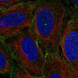 Anti-MYO1C, IgG, Rabbit, Polyclonal
