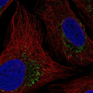 Anti-HTRA2, IgG, Rabbit, Polyclonal