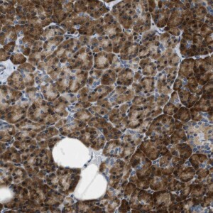 Anti-IKBKE, IgG, Rabbit, Polyclonal
