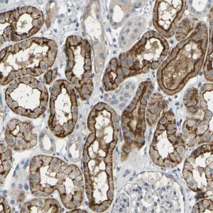 Anti-EVA1C, IgG, Rabbit, Polyclonal