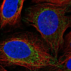 Anti-VASN, IgG, Rabbit, Polyclonal