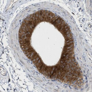 Anti-SLC50A1, IgG, Rabbit, Polyclonal
