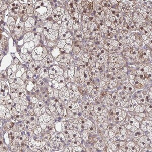 Anti-MAF1, IgG, Rabbit, Polyclonal