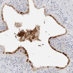 Anti-MUC15, IgG, Rabbit, Polyclonal
