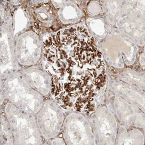 Anti-LRRC66, IgG, Rabbit, Polyclonal