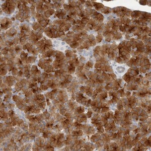 Anti-FAM129A, IgG, Rabbit, Polyclonal