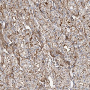 Anti-PARVG, IgG, Rabbit, Polyclonal