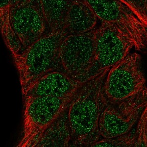 Anti-ZNF488, IgG, Rabbit, Polyclonal