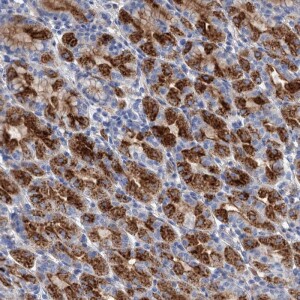 Anti-GPR155, IgG, Rabbit, Polyclonal