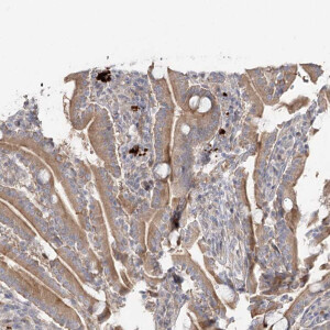 Anti-GUCY2C, IgG, Rabbit, Polyclonal