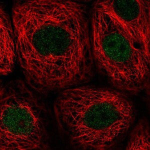 Anti-PWWP2B, IgG, Rabbit, Polyclonal