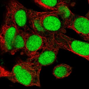 Anti-KIN, IgG, Rabbit, Polyclonal