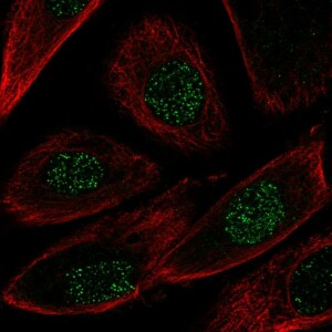 Anti-NRG2, IgG, Rabbit, Polyclonal