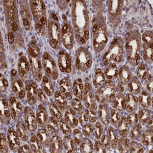Anti-PTPRU, IgG, Rabbit, Polyclonal