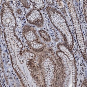 Anti-SH2D4B, IgG, Rabbit, Polyclonal