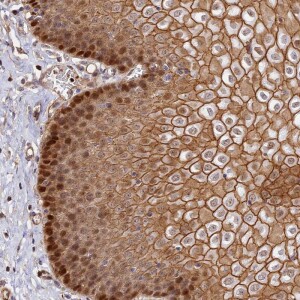 Anti-C15orf53, IgG, Rabbit, Polyclonal