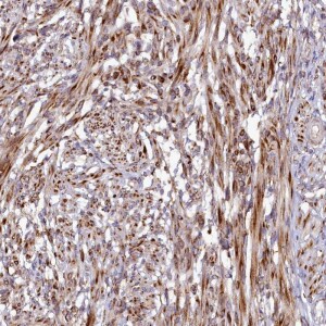 Anti-SSC5D, IgG, Rabbit, Polyclonal