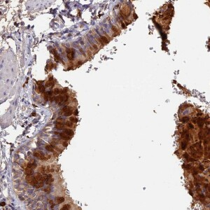 Anti-ADGRD1, IgG, Rabbit, Polyclonal