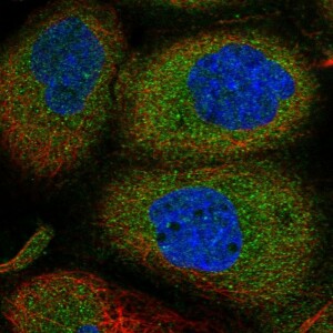 Anti-ANKMY2, IgG, Rabbit, Polyclonal