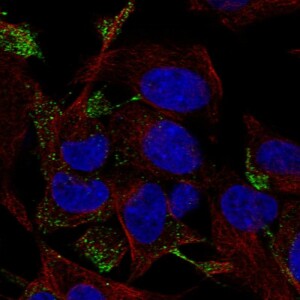 Anti-RHOQ, IgG, Rabbit, Polyclonal