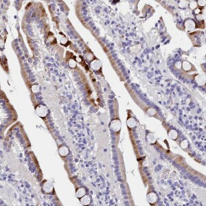 Anti-MS4A18, IgG, Rabbit, Polyclonal
