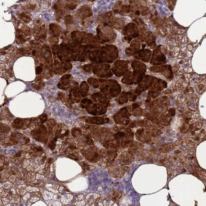 Anti-RSPO1, IgG, Rabbit, Polyclonal
