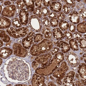 Anti-ATP5S, IgG, Rabbit, Polyclonal