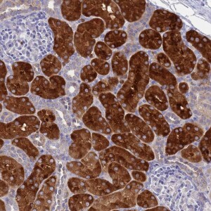 Anti-OR1S2, IgG, Rabbit, Polyclonal