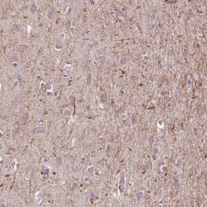 Anti-MEGF8, IgG, Rabbit, Polyclonal