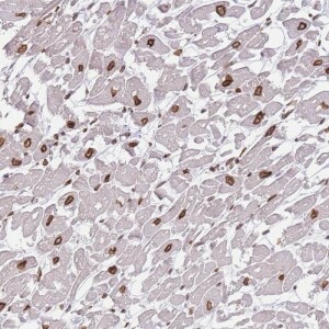 Anti-OR10AD1, IgG, Rabbit, Polyclonal