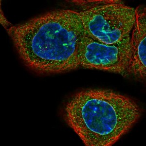 Anti-CASC3, IgG, Rabbit, Polyclonal