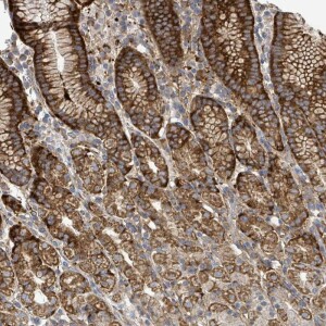 Anti-EGFL7, IgG, Rabbit, Polyclonal