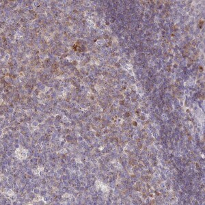 Anti-SLAMF6, IgG, Rabbit, Polyclonal