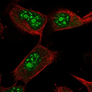 Anti-USP36, IgG, Rabbit, Polyclonal