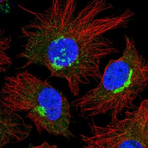 Anti-FKBP9, IgG, Rabbit, Polyclonal
