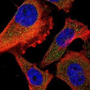 Anti-FARP2, IgG, Rabbit, Polyclonal