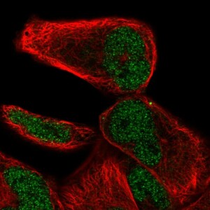 Anti-NHLRC2, IgG, Rabbit, Polyclonal